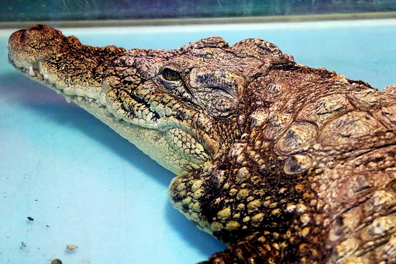 В Новороссийске прокуратура прикрыла выставку экзотических животных в многоквартирном доме