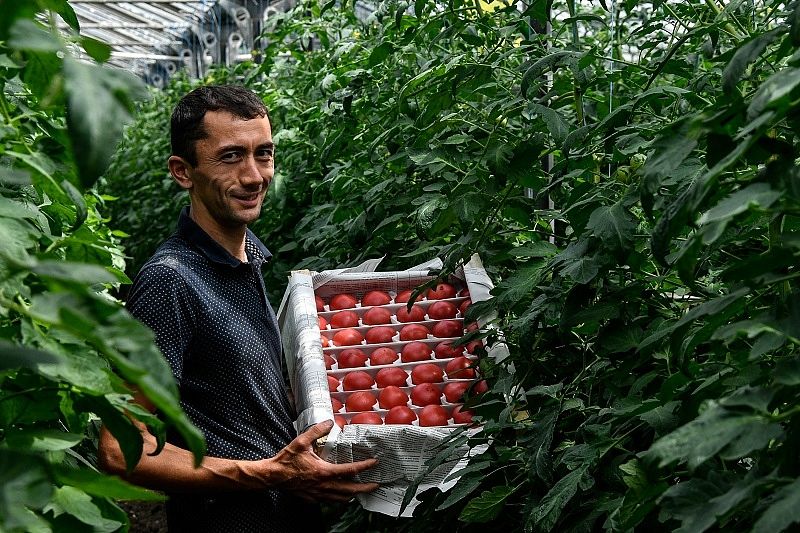 Жить настоящим в надежде на будущее: почему фермеры Кубани увеличивают производство овощей