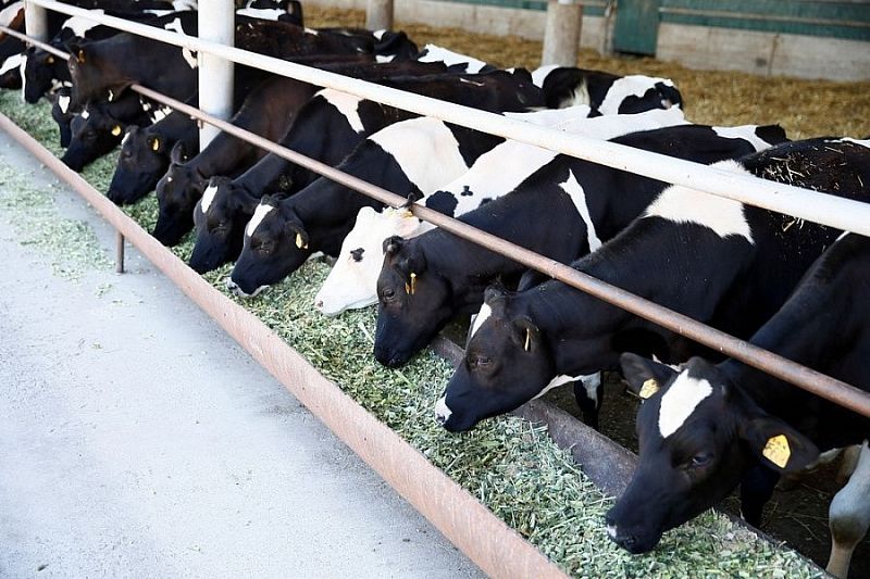В этом году в Краснодарском крае произвели рекордные 1,5 млн тонн молока