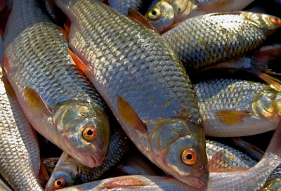 67-летний житель Кущевского района может отправиться в тюрьму за незаконный лов 50 рыб