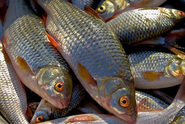 67-летний житель Кущевского района может отправиться в тюрьму за незаконный лов 50 рыб