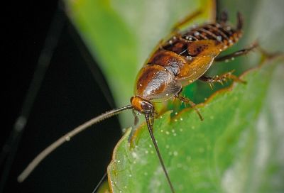 Как защитить себя и свой дом от насекомых и тараканов с помощью корицы