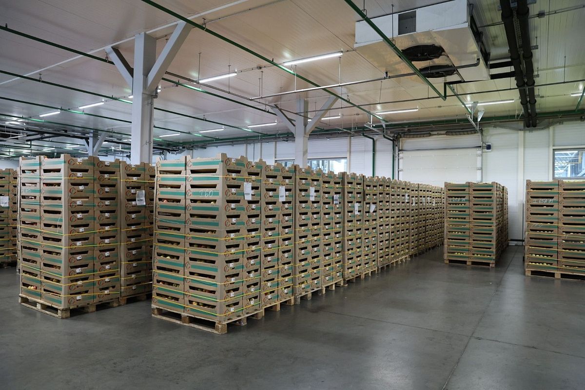 Для того чтобы сохранить товарный вид плодов, в Краснодарском крае развивают сеть фруктохранилищ. 