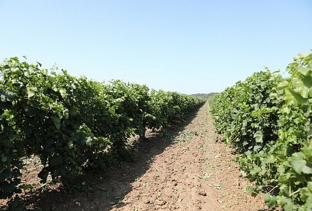 С начала 2021 года Краснодарский край на треть увеличил экспорт вина и шампанского
