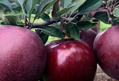  Саженцы яблонь бесплатно раздадут жителям Геленджика
