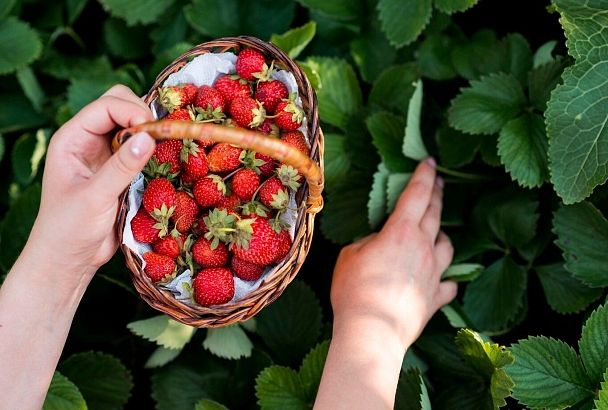Как сохранить ягоды земляники свежими и избежать серой гнили: полезные советы
