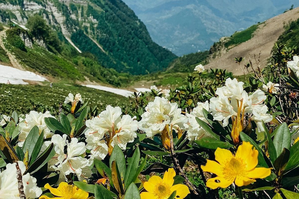 Рододендроны зацвели в горах Сочи