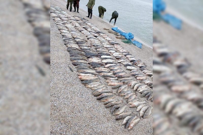 В Краснодарском крае браконьеров оштрафовали на 7 млн рублей за незаконную рыбалку