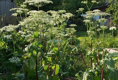 Дачников заставят бороться с борщевиком, иначе придется заплатить. С 1 марта дачников будут штрафовать за растение на участке 