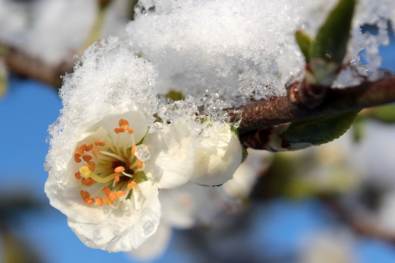 В Краснодарском крае до 14 апреля ожидаются заморозки