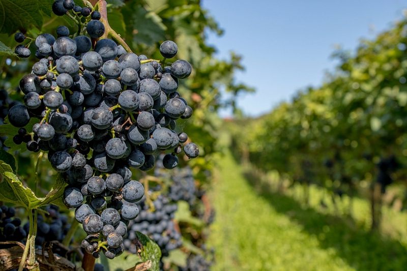 В Краснодарском крае впервые пройдет всероссийский «День поля» для виноградарей