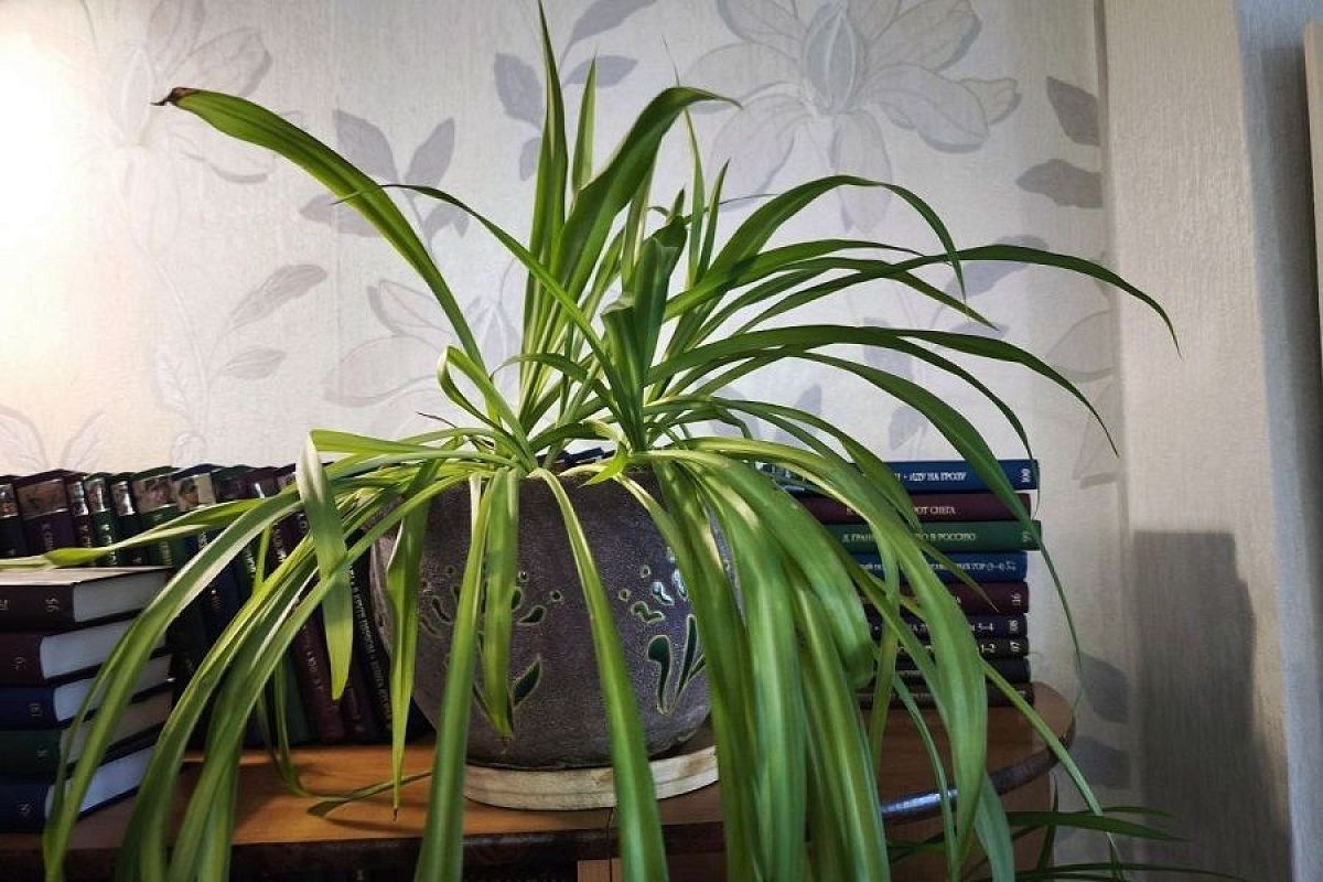 5 самых эффективных комнатных растений для чистого воздуха и уютной атмосферы.