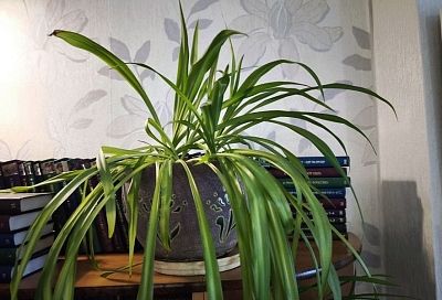 5 самых эффективных комнатных растений для чистого воздуха и уютной атмосферы.