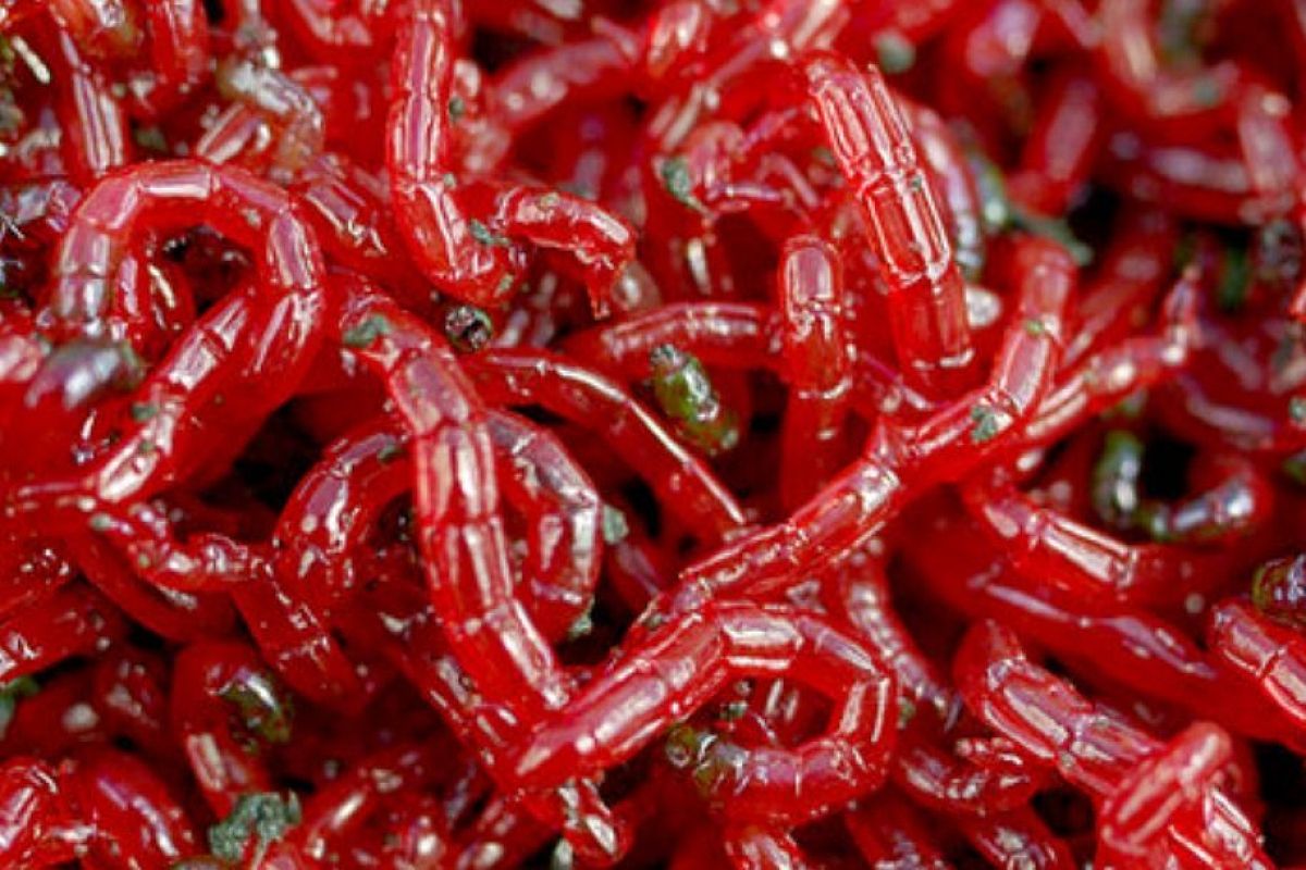 Мотыль для весенней рыбалки у меня теперь ведрами: собираю его так — и экономлю в рыболовном магазине