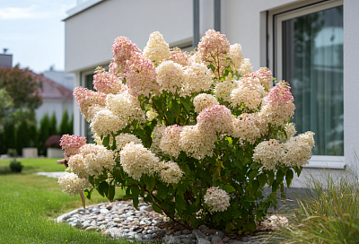 Цветы, которые цветут десятилетиями без пересадки: рекордсмены сада