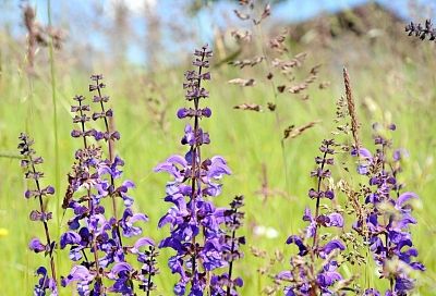 Эксперименты на даче и до тюрьмы доведут: за выращивание шалфея теперь грозит тюремный срок