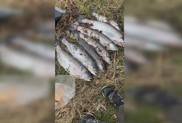Большая рыбалка: в Черное море вынесло тонны форели