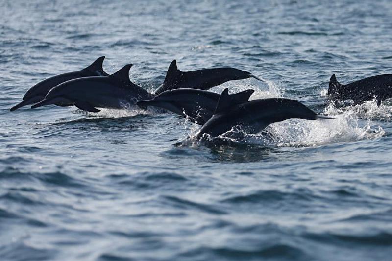 Жителей Краснодарского края научат спасать дельфинов
