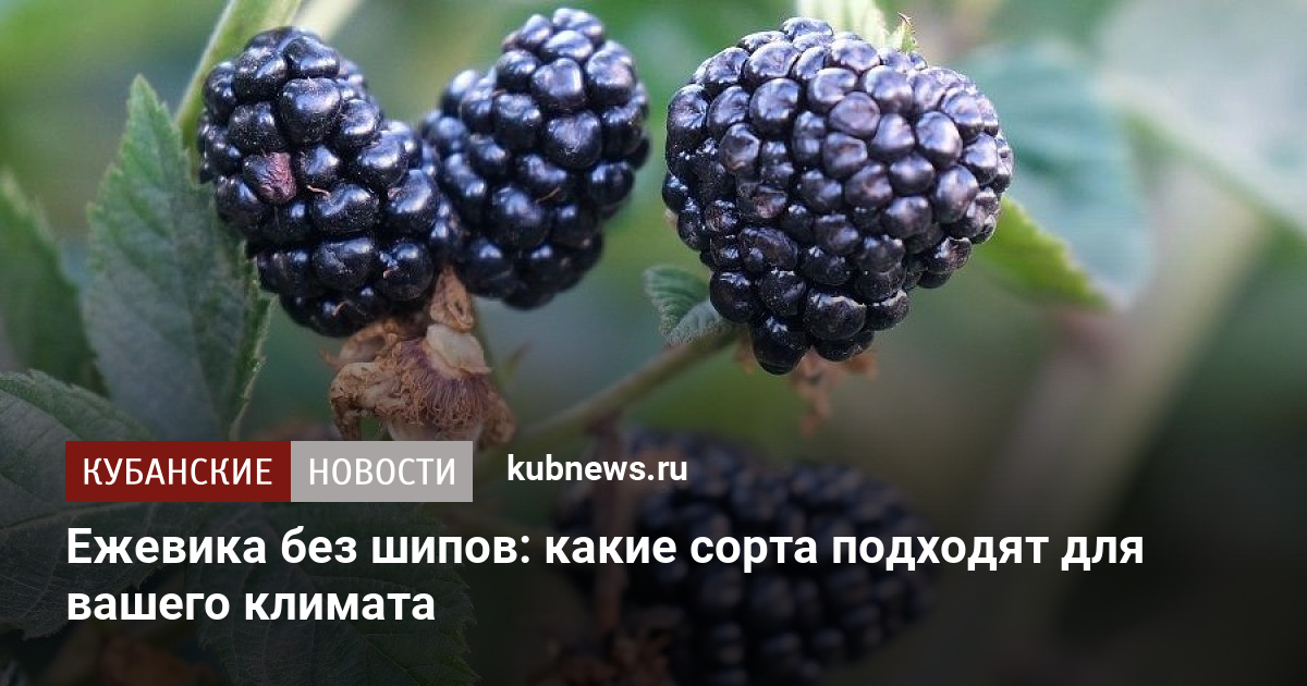 Методы размножения и поддержка растения