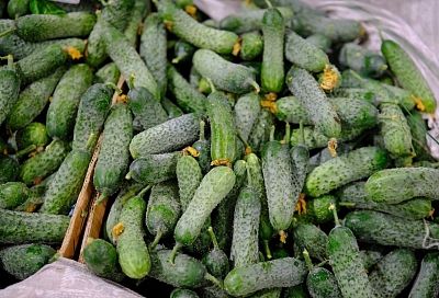 Около 270 млн рублей направят на поддержку овощеводства в Краснодарском крае  