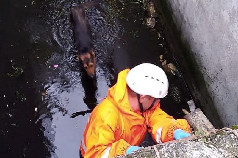 В Лабинске спасатели достали собаку из двухметровой ямы с водой