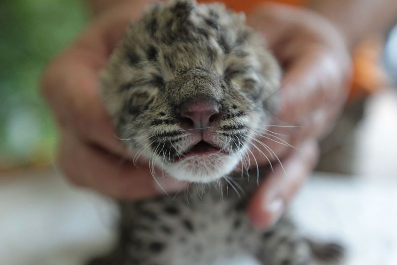 В Сочинском нацпарке выбирают имя новорожденному леопарду