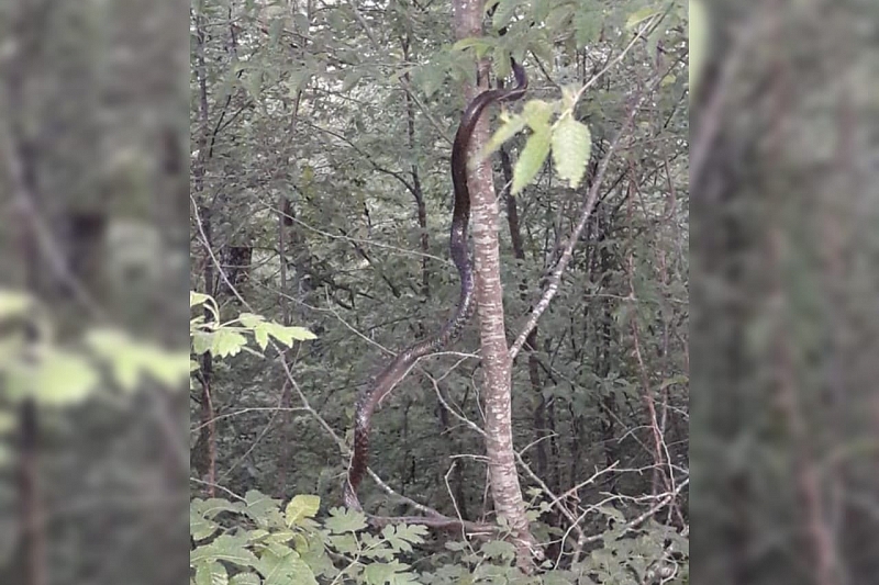 В Туапсинском районе туристы столкнулись с необычными крупными змеями