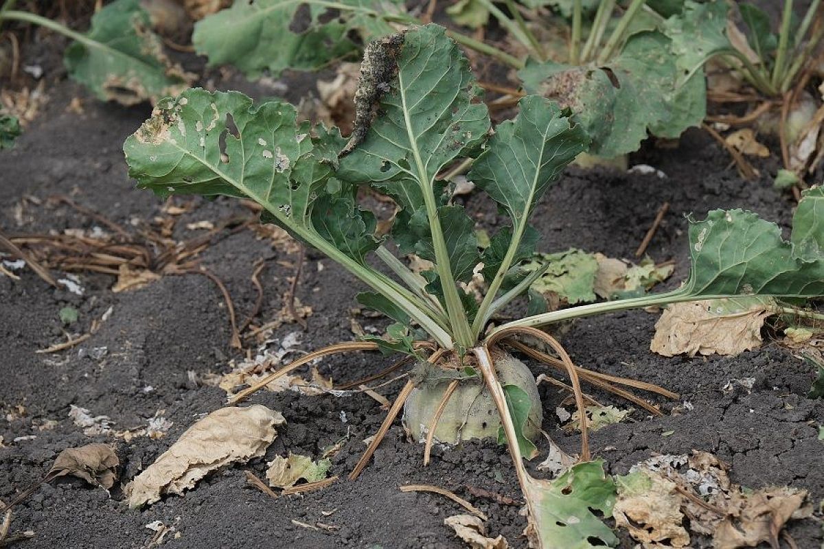 Опасное «украшение»: что такое церкоспороз свеклы и что с ним делать