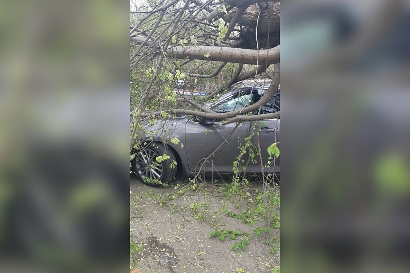 В Краснодаре на улице Северной дерево упало на выезжавшую со двора машину