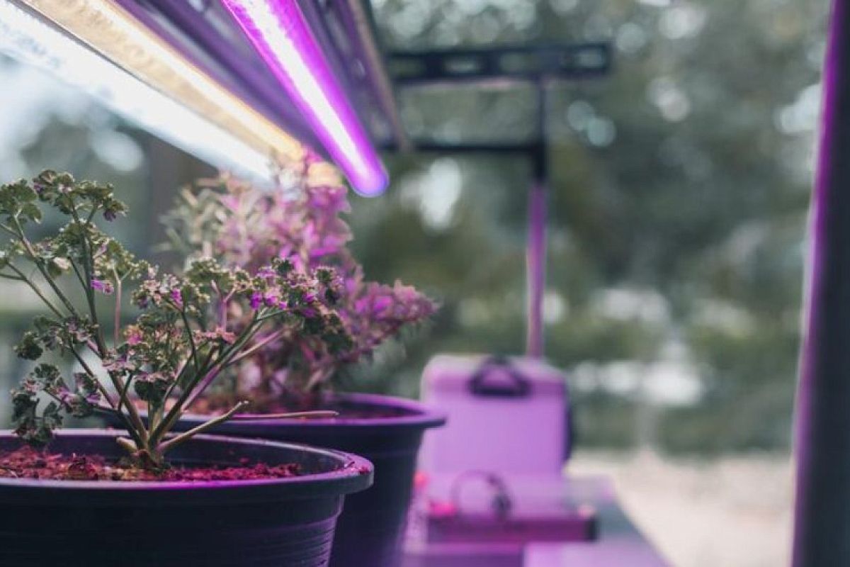 Сеем в ноябре - цветут уже в мае! 6 проверенных цветов для раннего старта