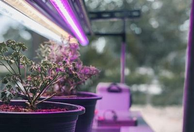 Сеем в ноябре - цветут уже в мае! 6 проверенных цветов для раннего старта