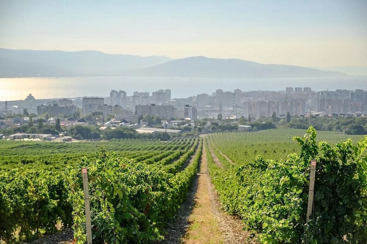 Южный терруар: расцвет винодельческих традиций Кубани