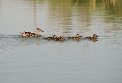 В Краснодарском крае завершился сезон охоты на дичь