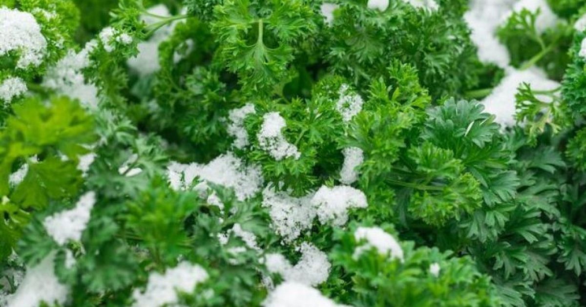 Оставляю петрушку зимовать на грядке —  и своя ароматная зелень раньше всех