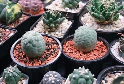 «Зеленые снеговики» и кактусы-шишки: растения для тех, кто не хочет возиться с новогодней елкой