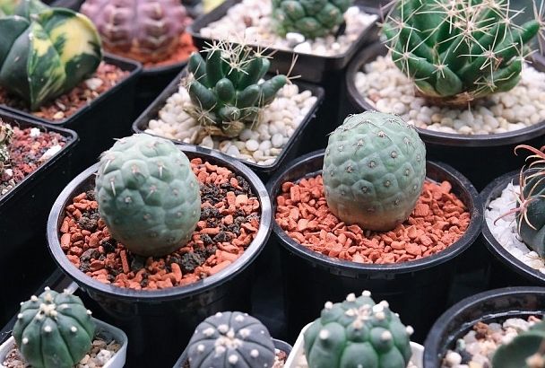 «Зеленые снеговики» и кактусы-шишки: растения для тех, кто не хочет возиться с новогодней елкой