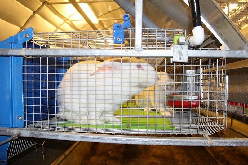 В Краснодарском крае открыли кролиководческую ферму 