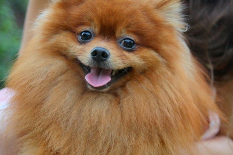 Названа самая любимая порода собак в России