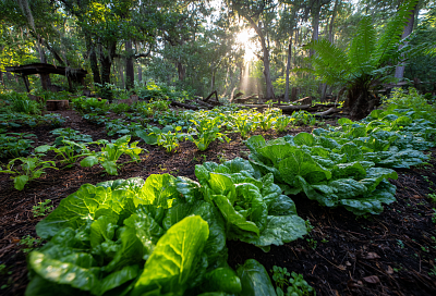 Что можно выращивать в тени и полутени: советы для теневых участков