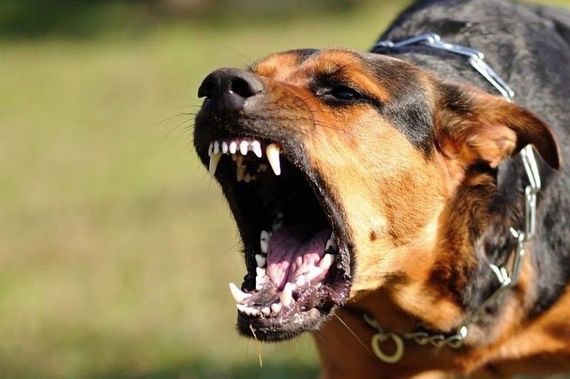 В Новороссийске хозяев напавшей на кошку бойцовой собаки привлекут к ответственности