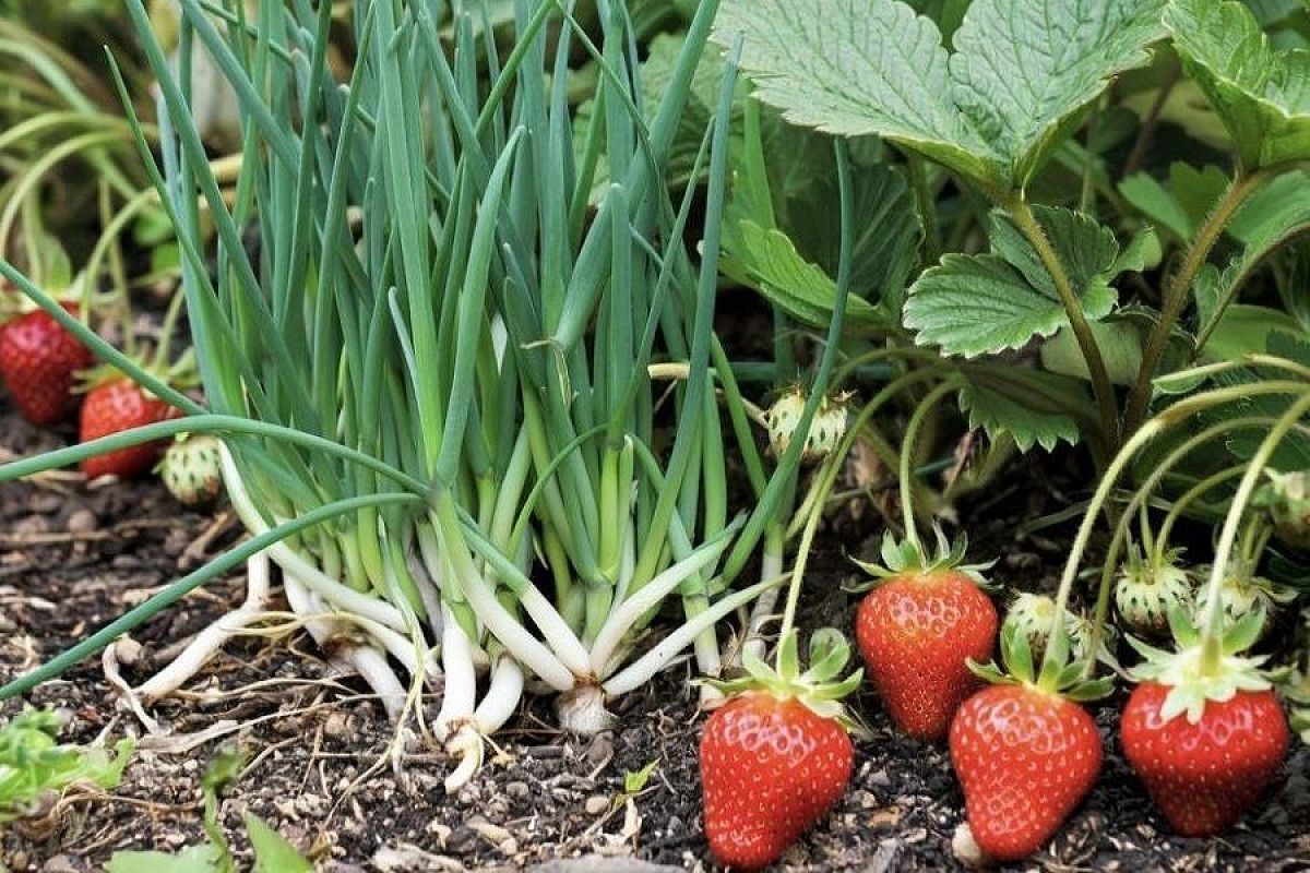 Почему лук стоит сажать вместе с клубникой: польза, секреты и правильный уход