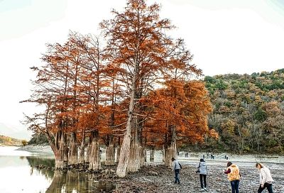 В тур к болотным великанам: кипарисы стали самой популярной осенней достопримечательностью Анапы