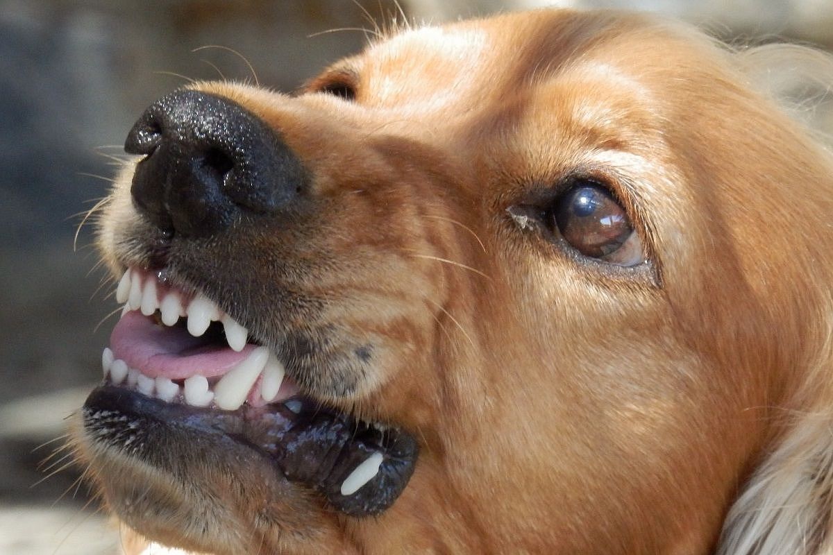 Бездомная собака покусала девочку в Краснодаре. СК возбудил уголовное дело