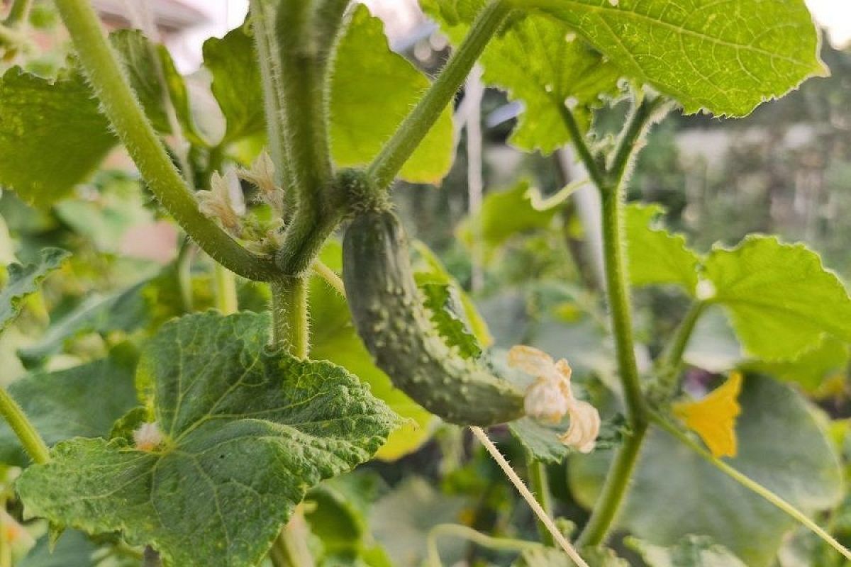 Огурцы и кабачки до заморозков: уксус и перекись водорода – верный способ продлить плодоношение