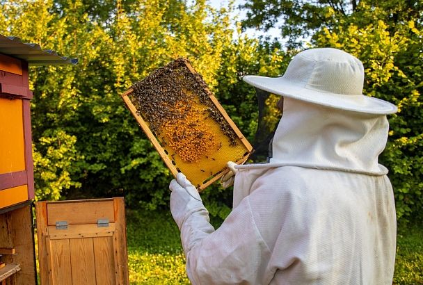 Полосатая помощь: как наличие пчел может повлиять на сад