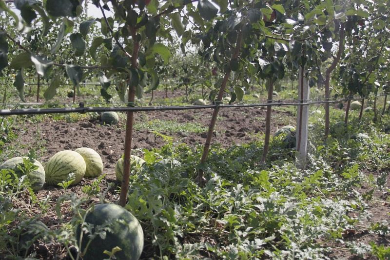 Капельный полив сада помогает заодно выращивать и арбузы
