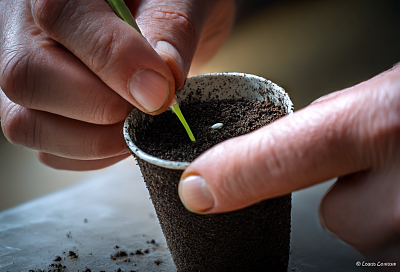 Томаты на ранний урожай сею зимой: беру низкорослые — и в мае уже снимаю первые плоды