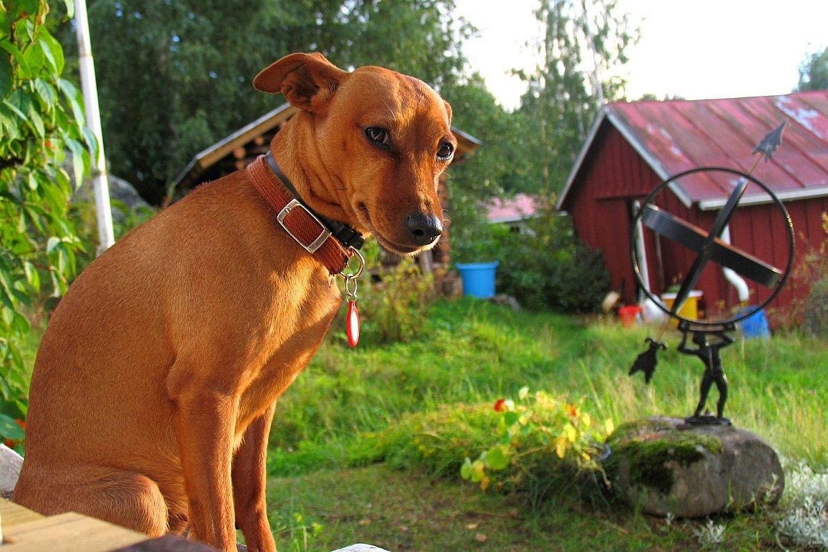 Спрос на уход за загородными участками вырос на Кубани