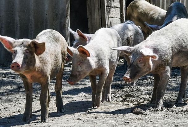 Очаг африканской чумы свиней обнаружили в Краснодарском крае