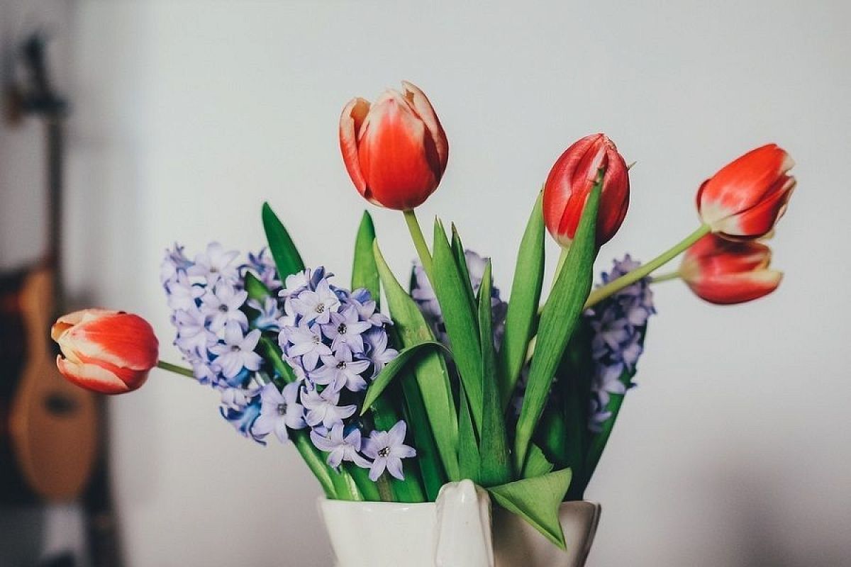 Тюльпаны и гиацинты – братья и конкуренты: почему эти цветы не стоит сажать вместе